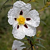 CISTUS LADANIFER