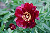 PAEONIA ILLINI BELLE