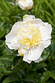 PAEONIA LACTIFLORA CHEDDAR GOLD