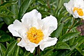 PAEONIA LACTIFLORA KRINKLED WHITE