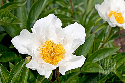 PAEONIA_LACTIFLORA_KRINKLED_WHITE