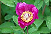 PAEONIA MASCULA NORTHERN GLORY