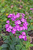 PHLOX PANICULATA BRANKLYN