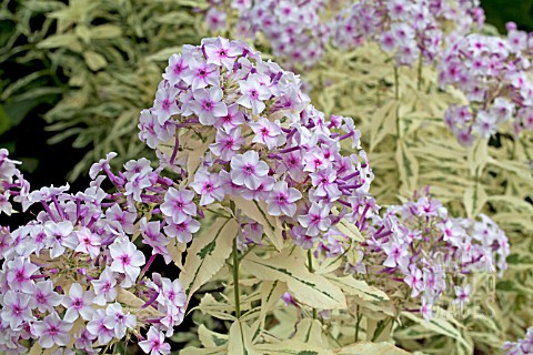 PHLOX_PANICULATA_NORAH_LEIGH