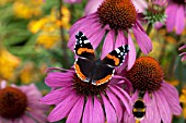 RED ADMIRAL BUTTERFLY AND BUMBLEBEES ON ECHINACEA PURPUREA