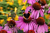 RED ADMIRAL BUTTERFLY AND BUMBLEBEES ON ECHINACEA PURPUREA