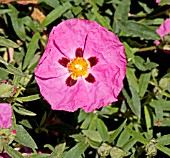 CISTUS X PURPUREUS