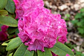RHODODENDRON GERMANIA