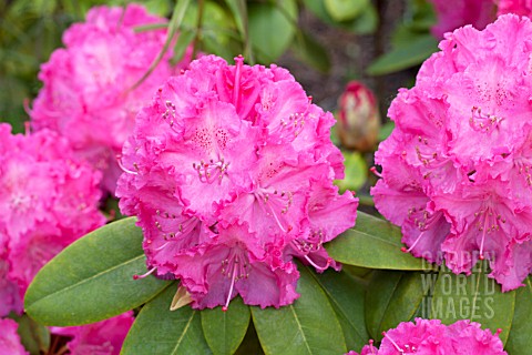 RHODODENDRON_GERMANIA