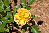 ROSA AMBER FLOWER CARPET