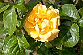 ROSA AMBER QUEEN