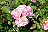 ROSA BONICA