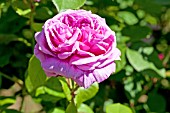 ROSA COMTE DE CHAMBORD