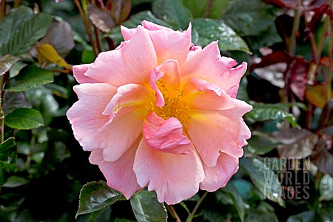 ROSA_FRAGRANT_DELIGHT