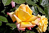 ROSA GOLDEN JUBILEE