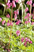 DICENTRA BACCHANAL