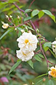 ROSA MALVERN HILLS