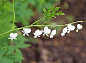 DICENTRA SPECTABILIS ALBA