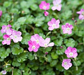 ERODIUM BISHOPS FORM