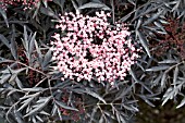 SAMBUCUS NIGRA BLACK LACE