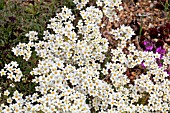 SAXIFRAGA PANICULATA LAGRAVEANA