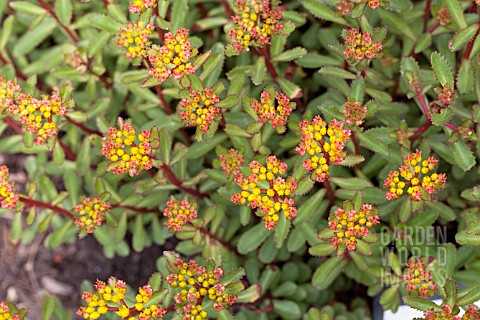 SEDUM_AIZOON