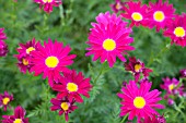 TANACETUM BRESSINGHAM RED