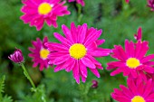 TANACETUM BRESSINGHAM RED