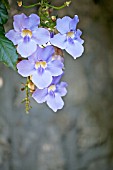 THUNBERGIA GRANDIFLORA