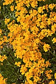 ERYSIMUM ORANGE FLAME