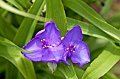 TRADESCANTIA ANDERSONIANA ISIS