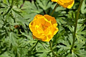 TROLLIUS SPRING HARBINGER