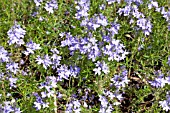 VERONICA AUSTRIACA IONIAN SKIES