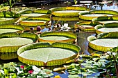 VICTORIA REGIA VAR. CRUZIANA