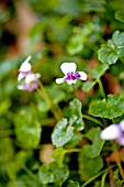 VIOLA HEDERACEA