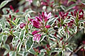 WEIGELA PRAECOX VARIEGATA