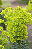 EUPHORBIA CHARACIAS BLACK PEARL