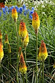 KNIPHOFIA ROYAL STANDARD