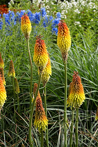 KNIPHOFIA_ROYAL_STANDARD