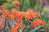 ALOE STRIATA