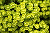 EUPHORBIA BLACKBIRD