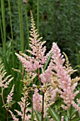 ASTILBE ELIZABETH BLOOM