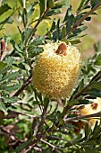 BANKSIA PRAEMORSA