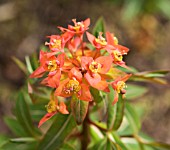 EUPHORBIA GRIFFITHII FIREGLOW