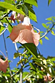 BRUGMANSIA PINK BEAUTY