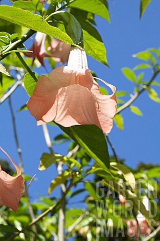 BRUGMANSIA_PINK_BEAUTY