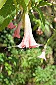BRUGMANSIA PINK BEAUTY