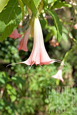BRUGMANSIA_PINK_BEAUTY