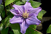 CLEMATIS ANGELIQUE