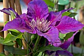 CLEMATIS PICARDY